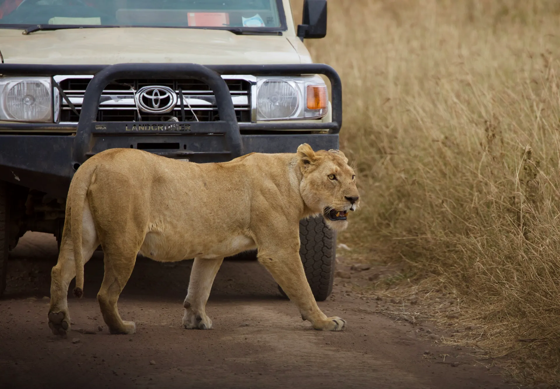Lioness walking past a safari vehicle in Tanzania
