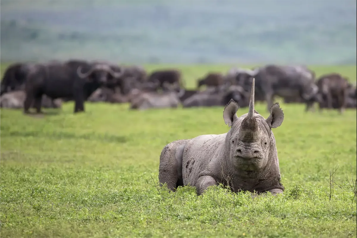 Ngorongoro Crater safari landscape