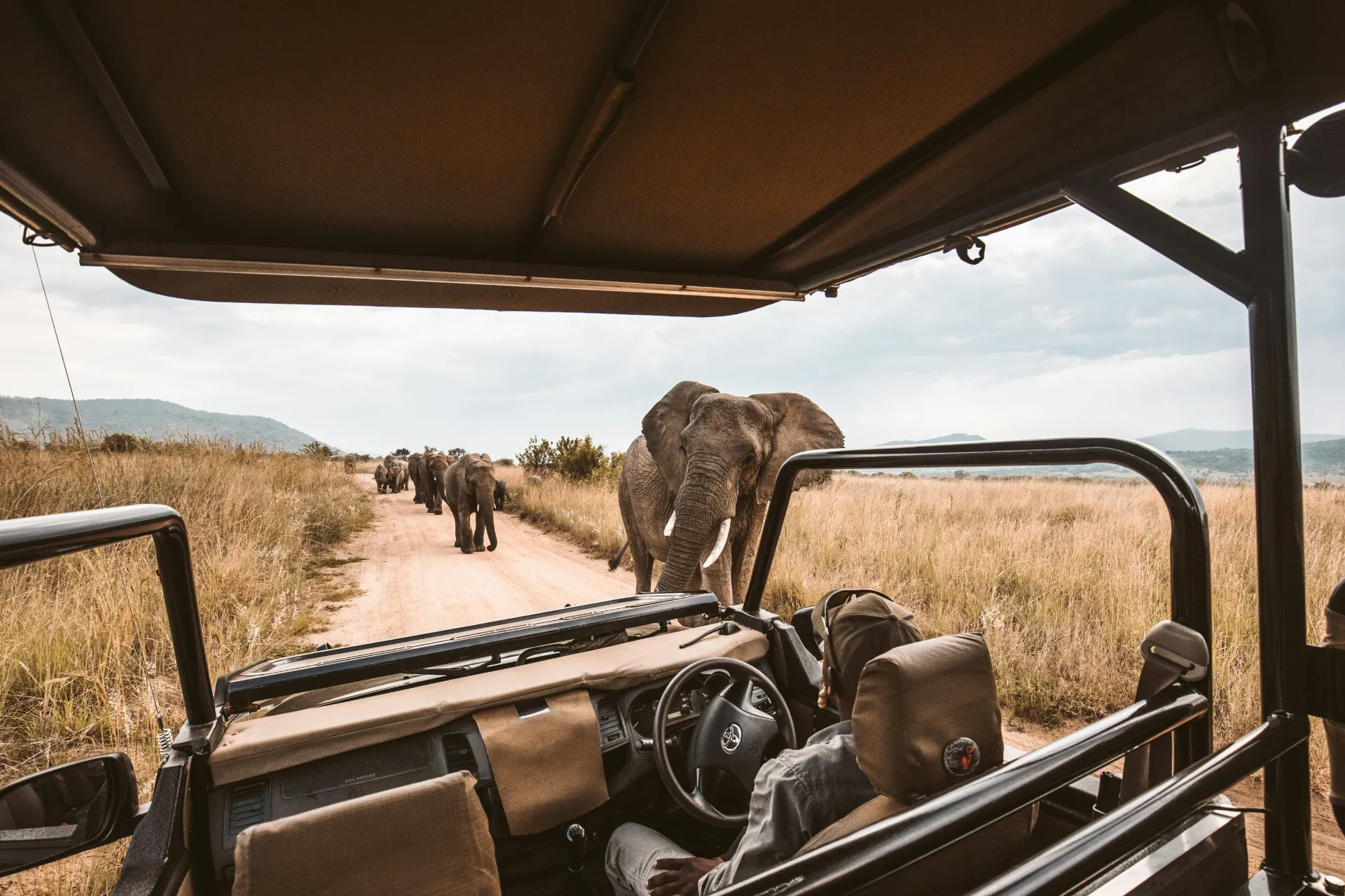 Elephant herd crossing the track in front of a safari vehicle
