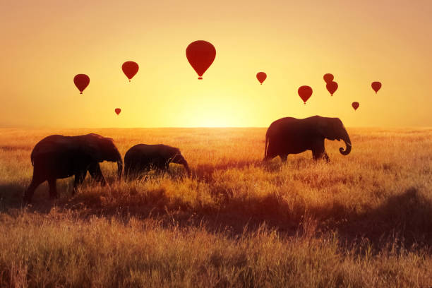 A group of African elephants