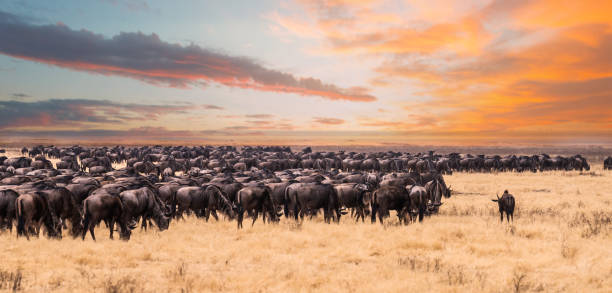 migration_serengeti