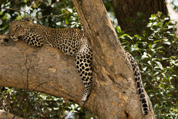 Leopard in tree in Africa in Arusha,