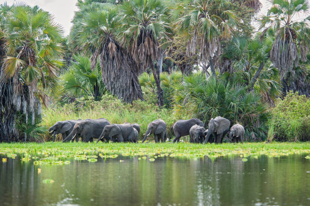 Selous Game Reserve, Southern Tanzania.