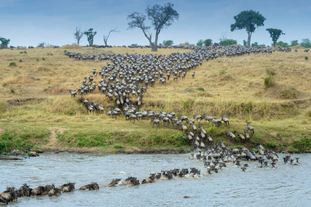 Blue wildebeest,