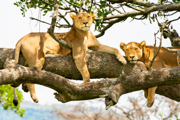 Lions (Panthera leo)