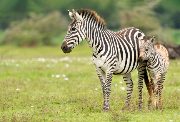 Plains Zebra (Equus quagga)