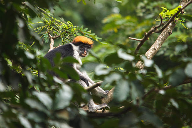 Udzungwa Mountains