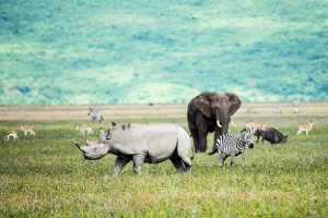 Rhino, elephant and Zebra in the Ngorongoro Crater Tanzania