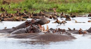 lake_manyara_hippo