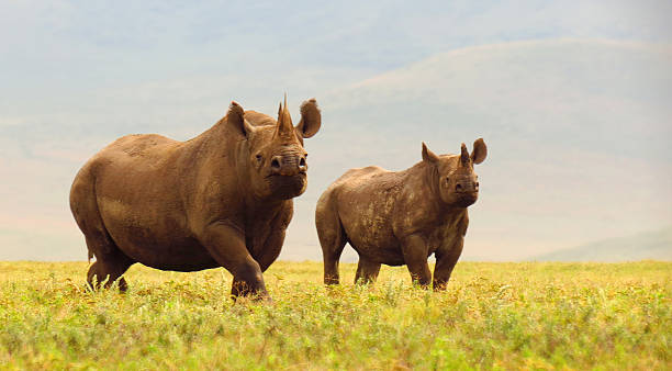 Black rhino mother