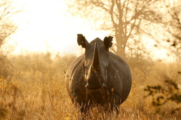 Rhino White African