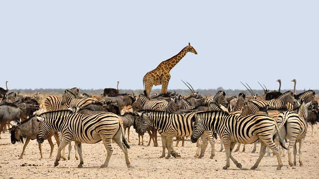 zebra-and-girraffe