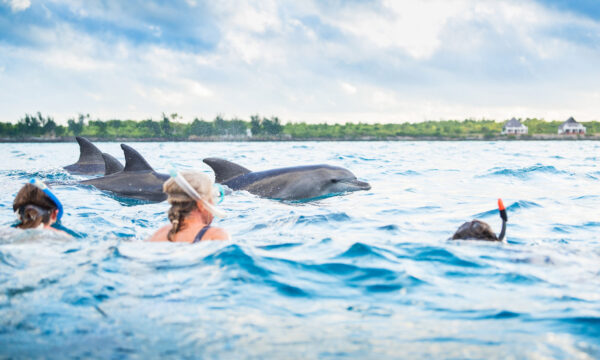 dolphin_zanzibar