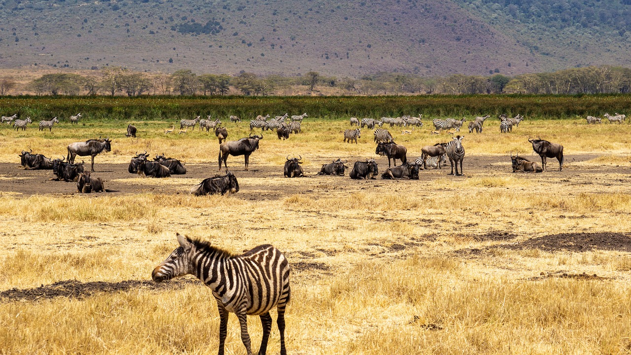 tanzania-7455086_1280